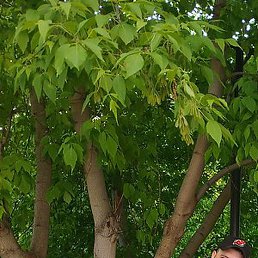 Timur, �����, 40 ���