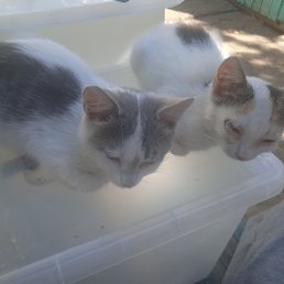 ���� ����, �������, 18 ��� - ��������� 23 ������� 2025