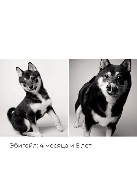 «Собачьи годы» — проект фотографа Аманды Джонс. Она снимает собак больше 27 лет, чтобы показать, как ... - 7