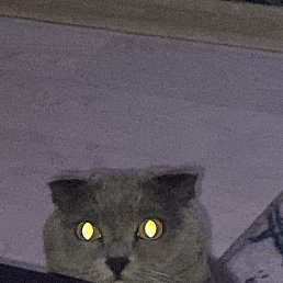 �������, �������, 37 ���