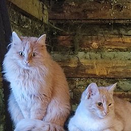 ������, ������, 57 ���