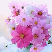 ��������, 47 ���, �������