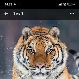 ���� ����������, ��������, 50 ��� - ��������� 27 ���� 2025