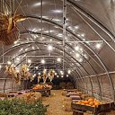  Vika,  -  2  2025   - (    )