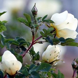 ������, ����������, 54 ����