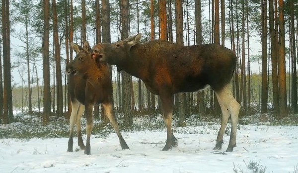 Лоси перед Новым годом стараются избавиться от рогов. Большая часть взрослых самцов уже сбросила ... - 3