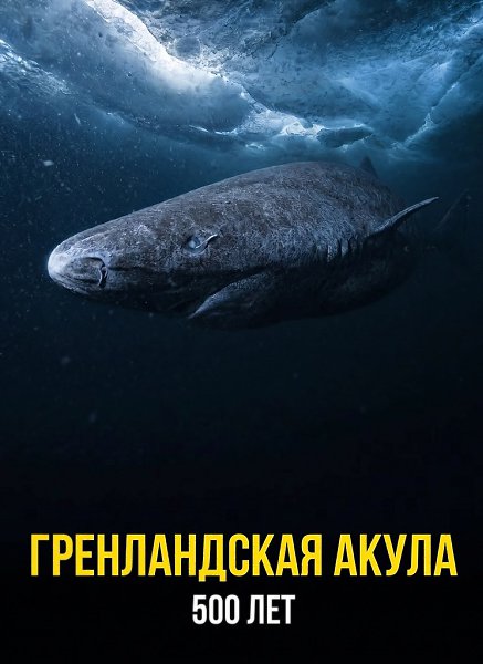 ������� ����������� ����� ������� ���������� ������� ���������. ��������, ���������� �������� ����� ... - 5