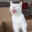 ���� ���������, ������ - ��������� 6 ������� 2026 � ������ �+++�