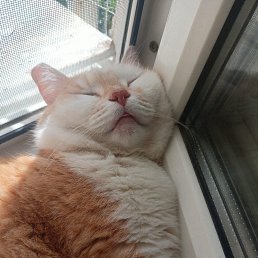 ���� �����, ������, 45 ��� - ��������� 4 ������ 2026