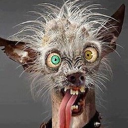 �����, ������, 40 ���