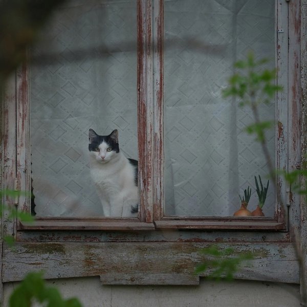Весенний Коминтерн. Особенно хороши котики, согласны? Фото: Владимир Тыртов - 2