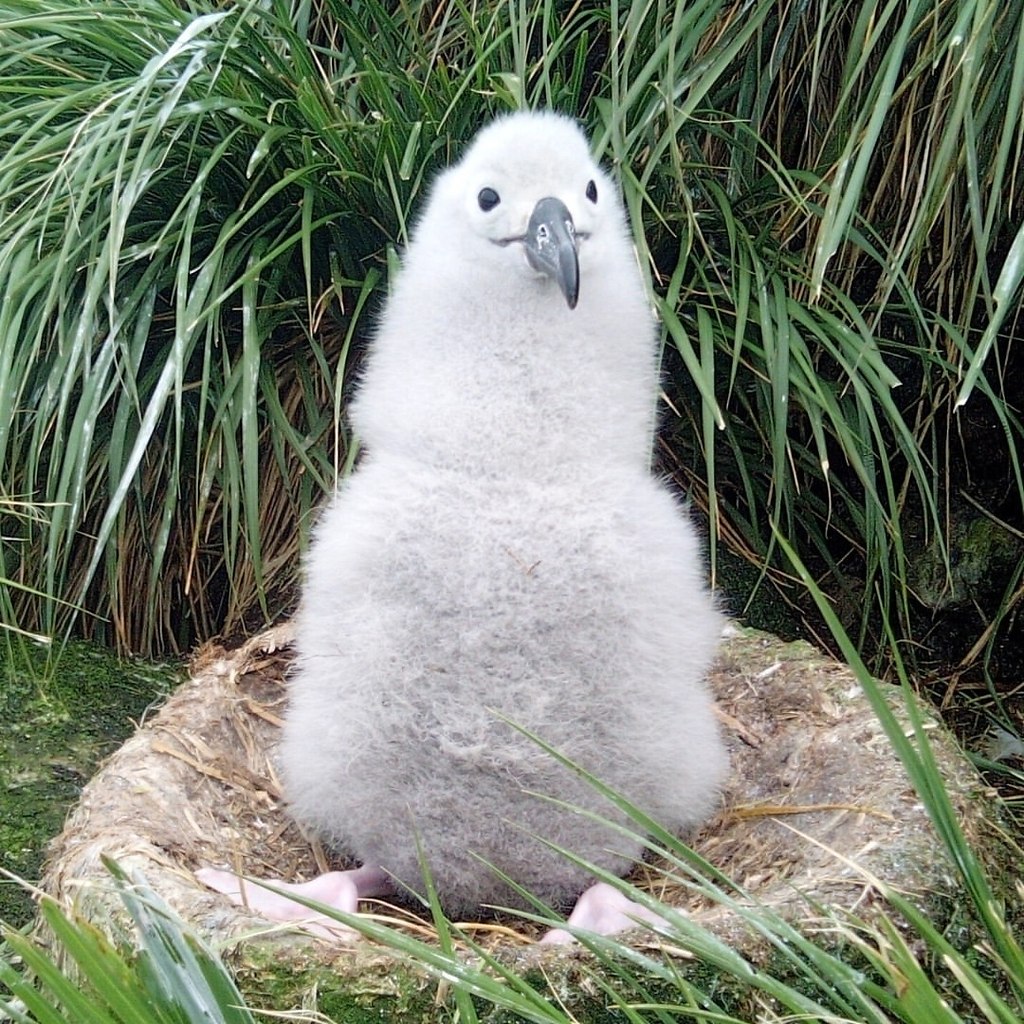      - ,        . ... - 4