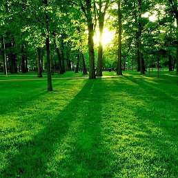 Wafey, �������, 18 ���