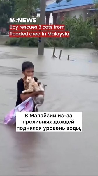 Этот МАЛЬЧИК спасает КОШЕК от НАВОДНЕНИЯ! Ребёнок с большим СЕРДЦЕМ!