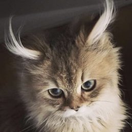 ����, �����������, 43 ����