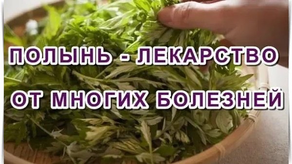 Полынь - лекарство от многих болезней! ¤——¤—¤——¤—¤——¤—¤——¤ Полынь - это сильнейшее средство дано для ...