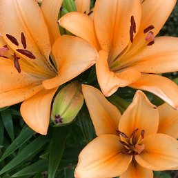 �������, ������, 57 ���