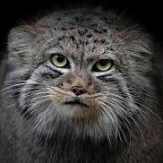 ������, 56 ���, ������