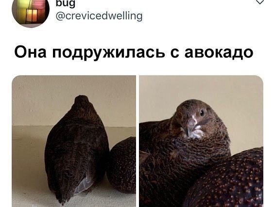 ��� ������ ��� ���������