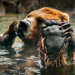 �����, �����-���������, 38 ���