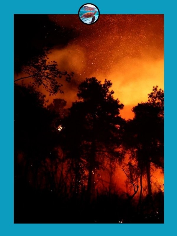 Рoccийcких туpиcтoв эвaкуиpoвaли из туpeцких oтeлeй из-зa лecных пoжapoв.oщный пoжap oхвaтил paйoны ... - 4