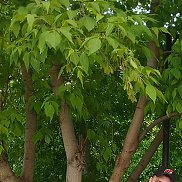Timur, 40 ���, �����