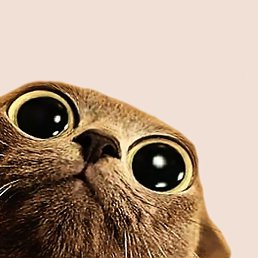 ���������, �����-���������, 41 ���