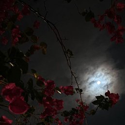 Xspasix, ������, 21 ���