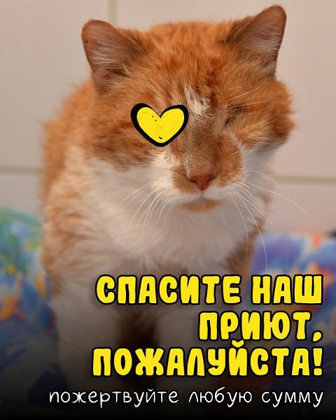 Бьём тревогу! Это не может быть концом! В нашем приюте сейчас тишина. Такая, от которой сжимается ...