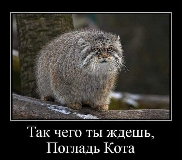 Пришёл кот, говорит: «Гладь». Я говорю: «Лень. Отстань». Кот говорит: «Я неглаженый, как рубашка! ...