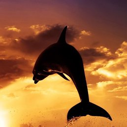 �����, ������, 36 ���