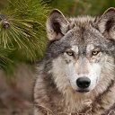  Valeri, , 61  -  8  2025    