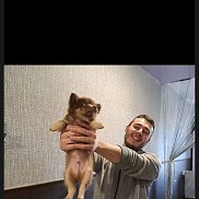 ����, 36 ���, �����-���������