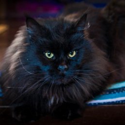 ����, �������