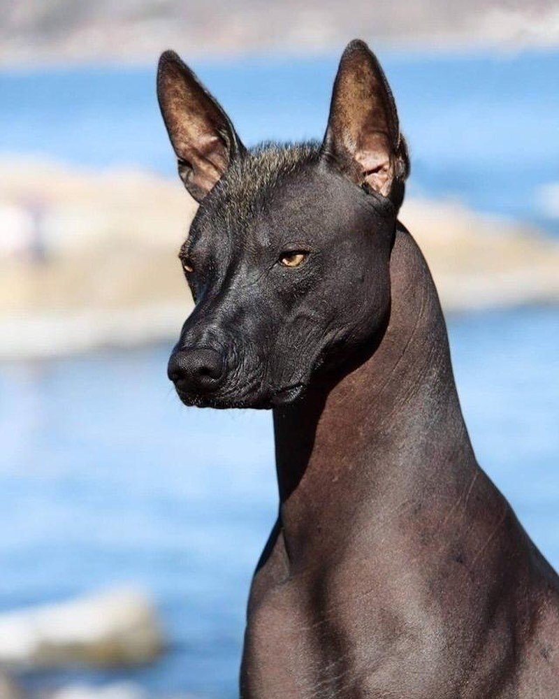 мексиканская голая собака о ней фото фото 80