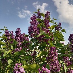 �������, ���������, 65 ���