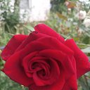 ���� ������, �������, 66 ��� - ��������� 16 ���� 2024 � ������ ���� ����������