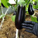 ���� �����, ������, 66 ��� - ��������� 23 ������ 2024 � ������ ��������