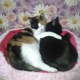 ������, �����-���������, 53 ����