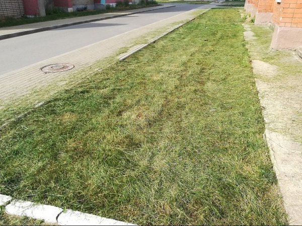 В Ярославской области школьники стригли газон... канцелярскими ножницами.Во время летней школьной ... - 3