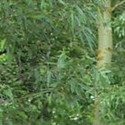 �����, ��������, 40 ���