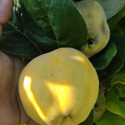 Qismt, ������, 35 ���