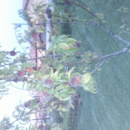 ���������, ������, 56 ���