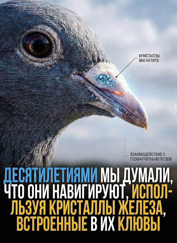 ������ ���������� ���������� ��������� ������� � ������ ���������� ����. ������������� ������������� ... - 2
