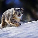 ���� �����, ������, 56 ��� - ��������� 5 ������ 2025 � ������ ���� ����������