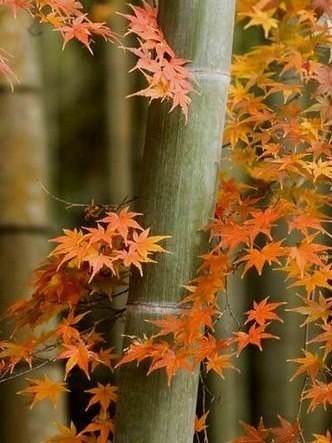 Стихи и цитаты - 15 сентября 2025 в 20:37 - 2