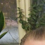 �������, 55 ���, ����