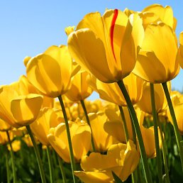 �����, ������, 49 ���