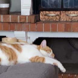 ���� �������, �����, 51 ��� - ��������� 25 ������ 2026