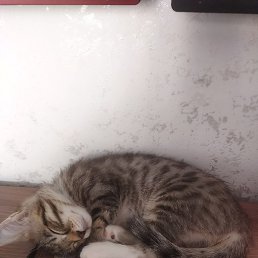 �����, ������, 37 ���